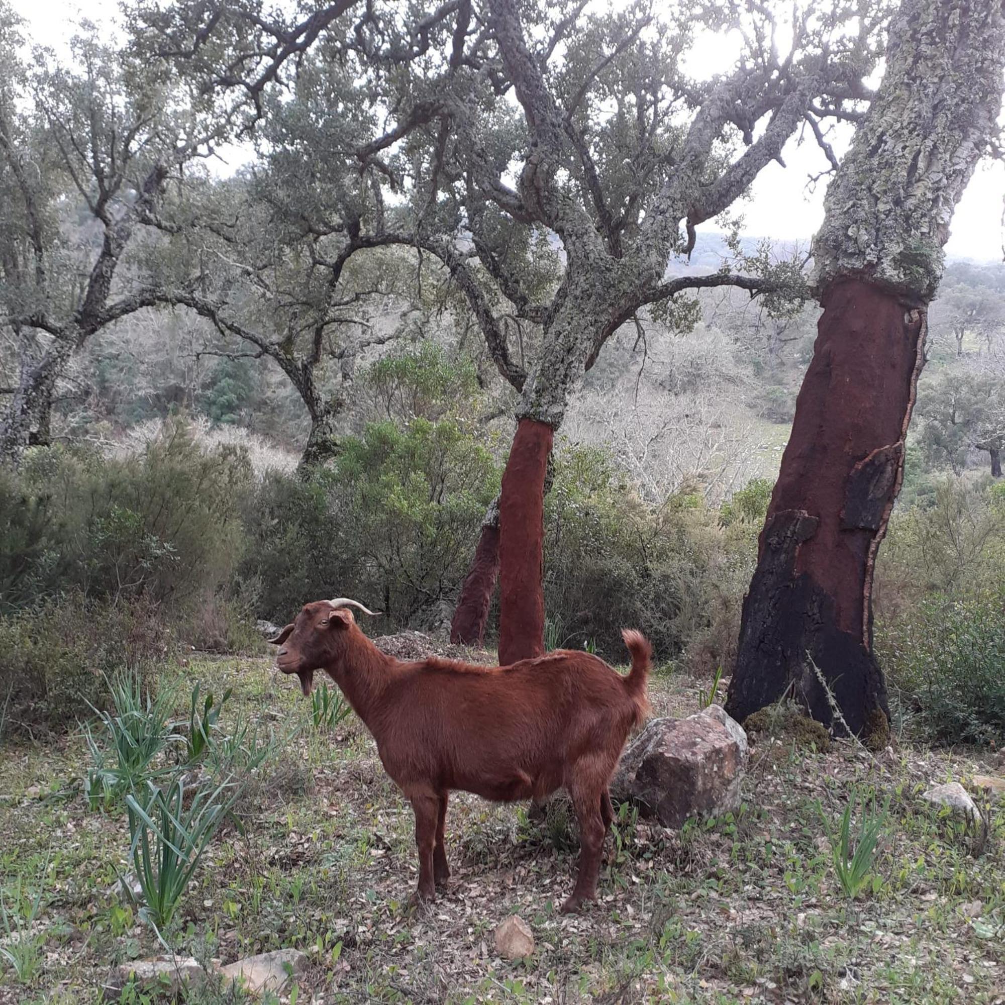 Apartamento Valle Del Guadiaro Cortes de la Frontera Esterno foto